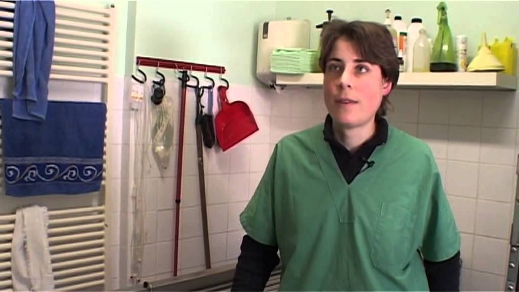 Auxiliaire Vétérinaire - Témoignage - Une ASV parle de son métier