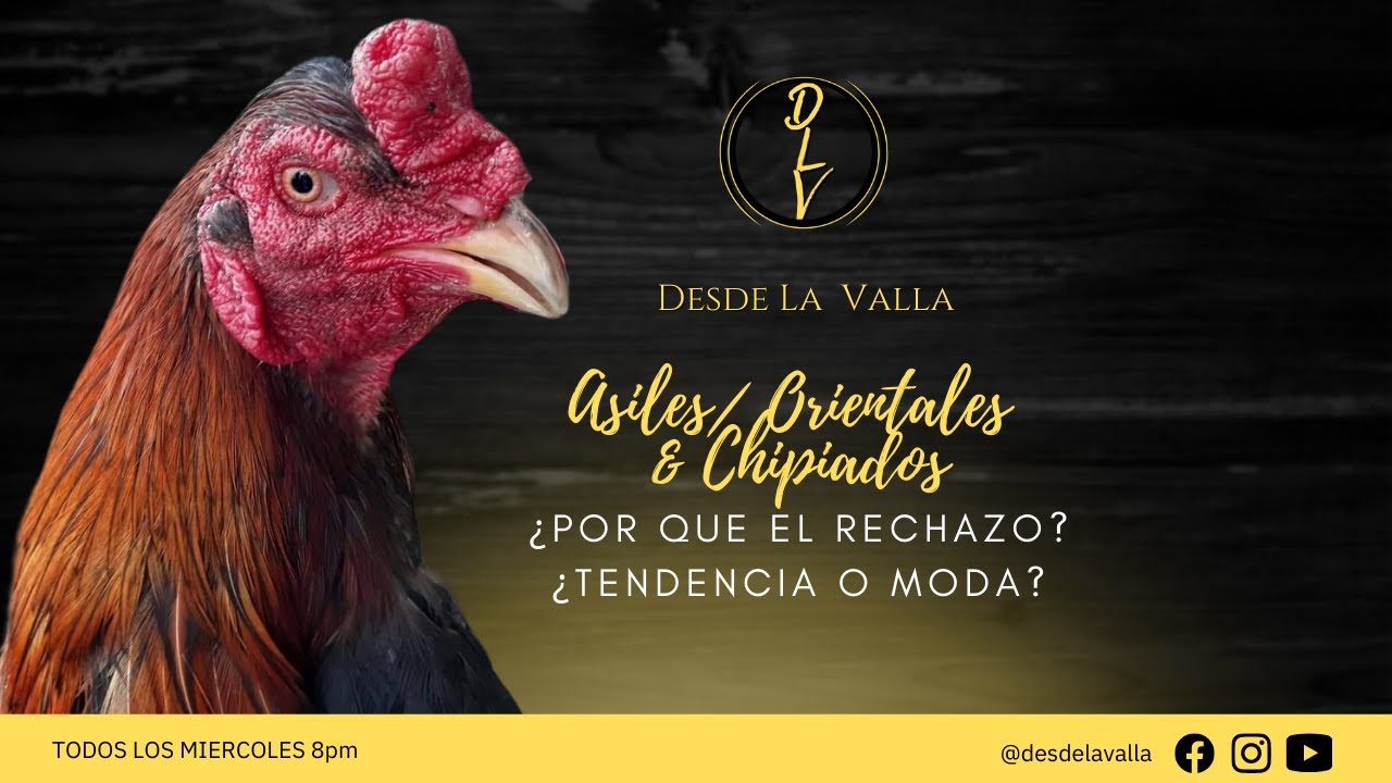 ORIENTALES PAVAS ASIL CHISPIAOS  ¿MODA O TENDENCIA?