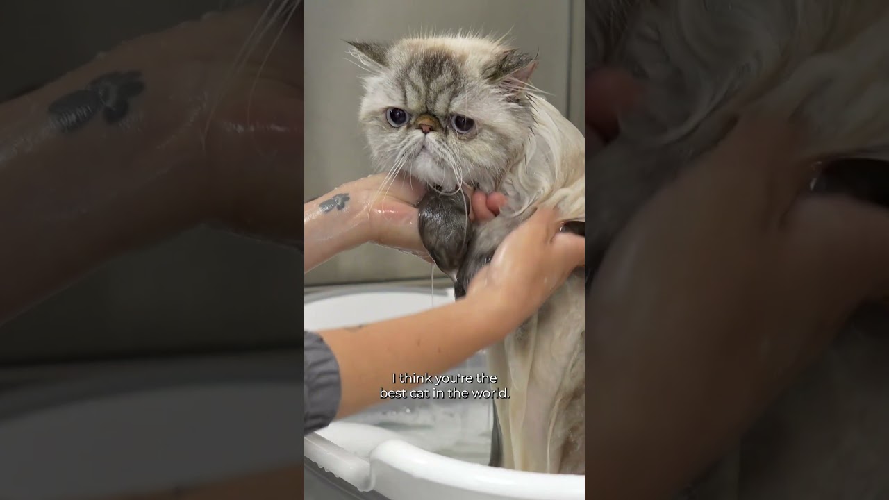The purrrfect Cat