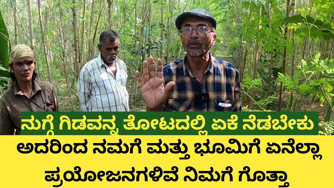 ನುಗ್ಗೆ ಗಿಡದಿಂದ ಎಷ್ಟೆಲ್ಲಾ ಪ್ರಯೋಜನಗಳಿವೆ ತೋಟಕ್ಕೆ ಹಾಕಿದರೆ ಮಣ್ಣು ಫಲವತ್ತಾಗುತ್ತದೆ... ದೇಹದೊಳಗೆ ಸೇರಿಸಿದರೆ ಆರೋ