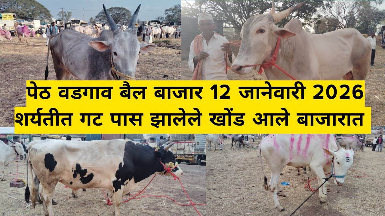 बाजारात आले गटात पळालेले शर्यतीचे खोंड | पेठ वडगाव बैल बाजार | #बैलबाजार #bailbajar #bailbazar #bail
