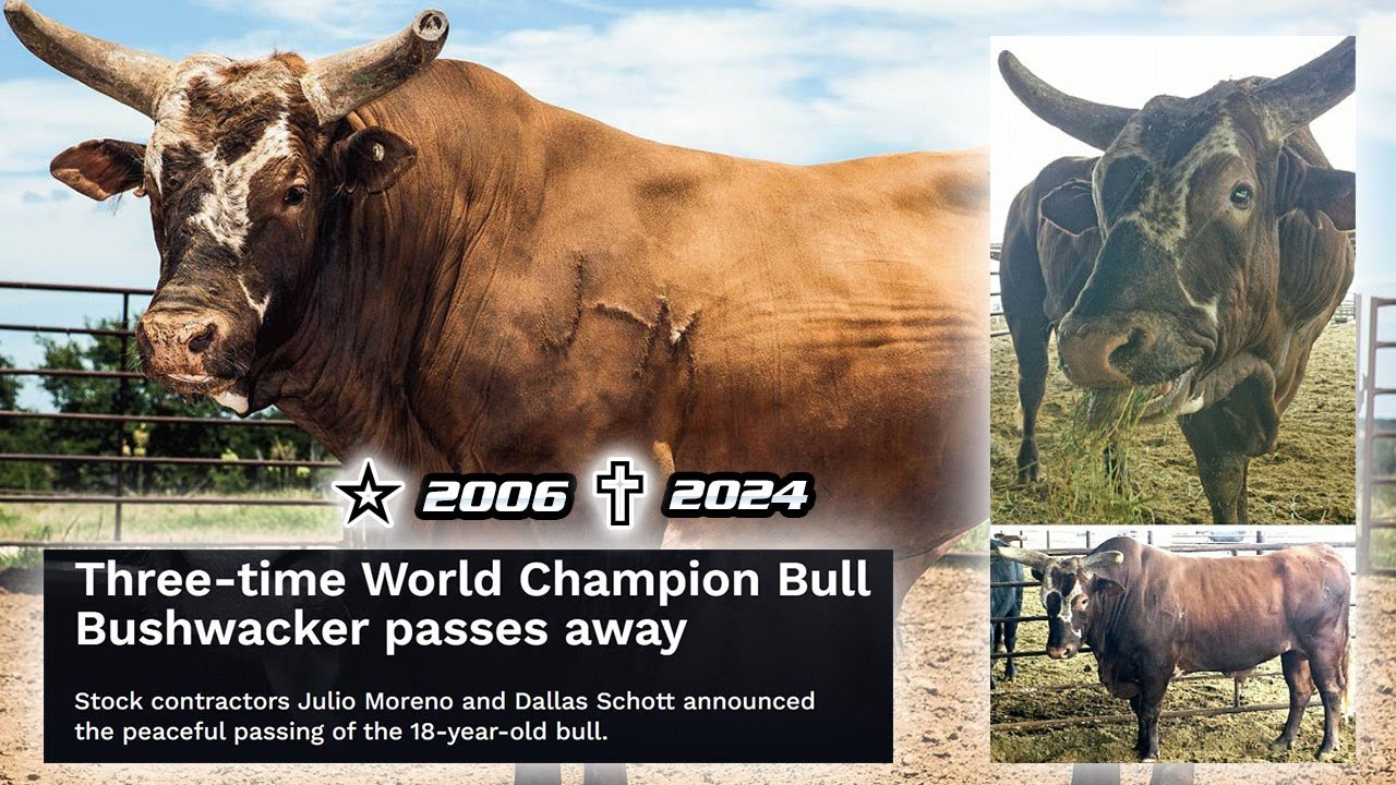 Descanse em Paz 🐂 Lendário Touro BUSHWACKER 🕊️ #bushwacker