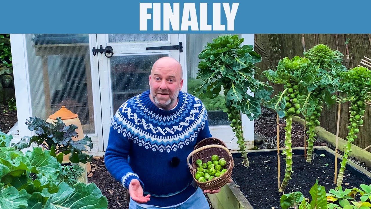 HARVESTING THE BRUSSELS, planting out winter crops and bulbs.