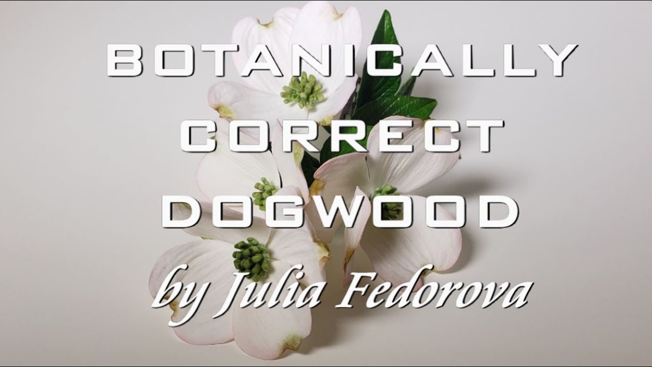 Botanically correct gum paste dogwood branch. Sugar paste flowers for cake decorating.