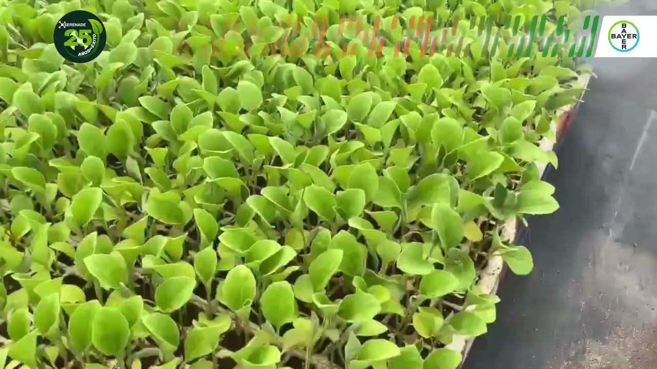 Serenade&reg; Soil: 25 a&ntilde;os de protecci&oacute;n biol&oacute;gica del suelo.​