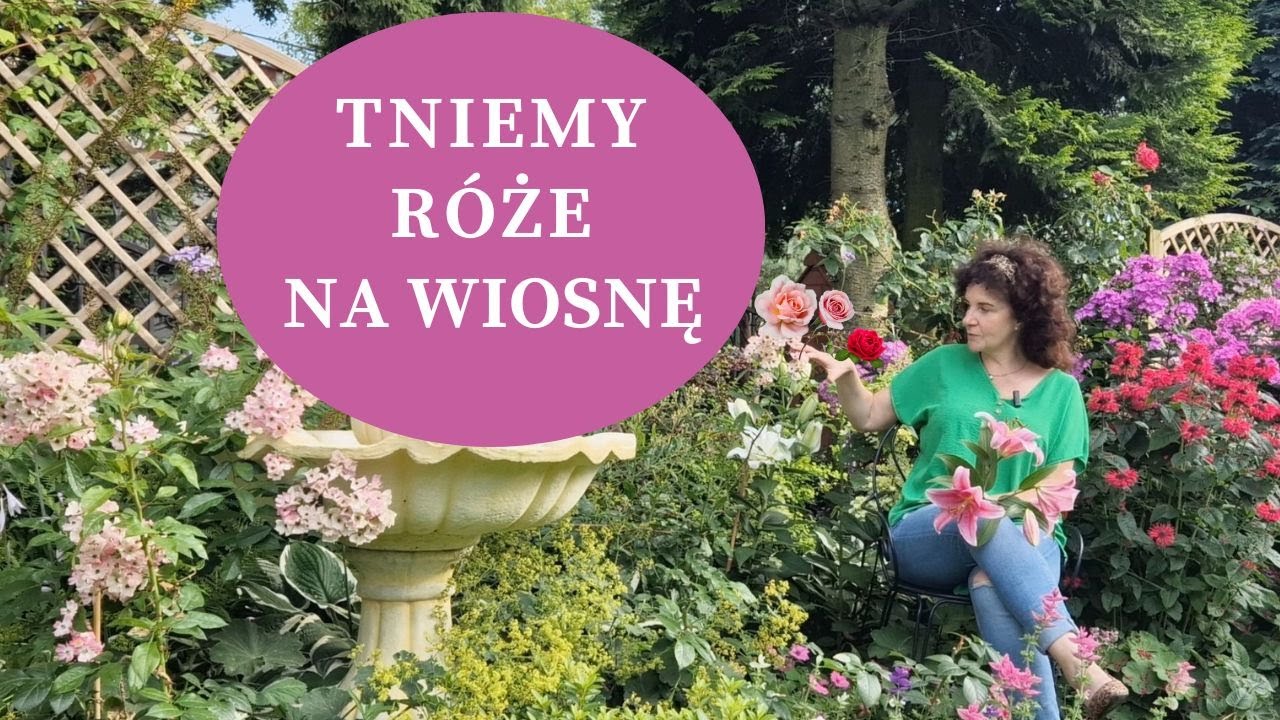 Jak ciąć na wiosnę RÓŻE - rabatowe, parkowe, okrywowe, pnące. Jak i kiedy ciąć róże młode i stare?