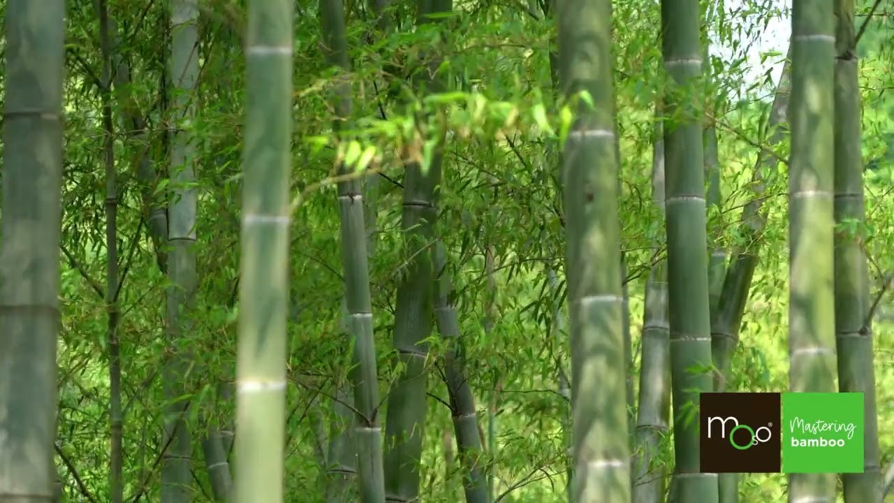 MOSO Bamboo N-vision | Engineered bamboo stems