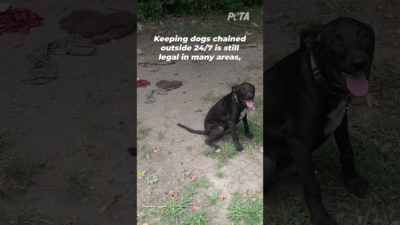 Blackie&rsquo;s Story is Everything Wrong with Chaining Dogs