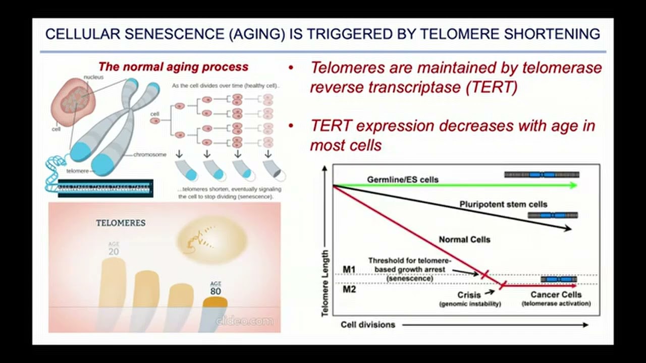 Frank Furnari, Ph.D.  -   Stem Cells and the Human Brain Tumor Avatars