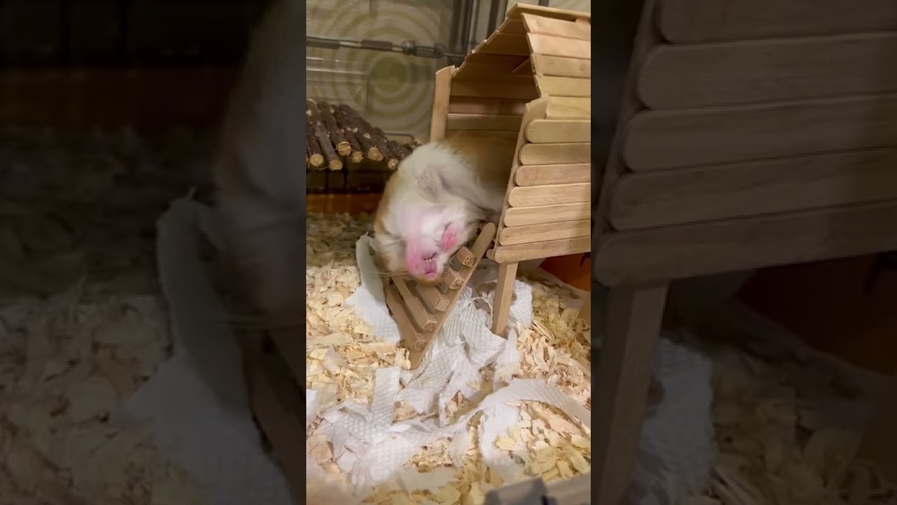 Adorable Hamster Hilariously Falls Down During Sleep|| PETASTIC 🐾