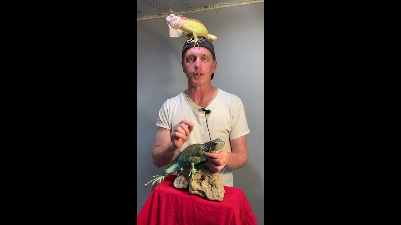 How to make a Thanos iguana.
