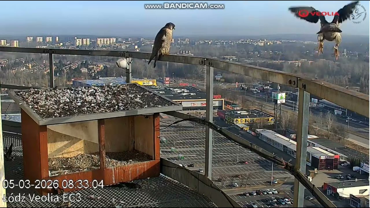 Młody Włókniarz coś kombinuje  Veolia Łódź, 05 03 2025