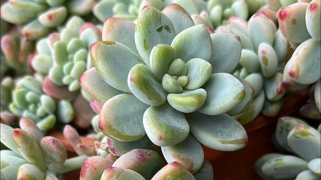 Suculentas madres ❤️🌸🇨🇱 #suculentas #sedum #graptoveria #clavatum