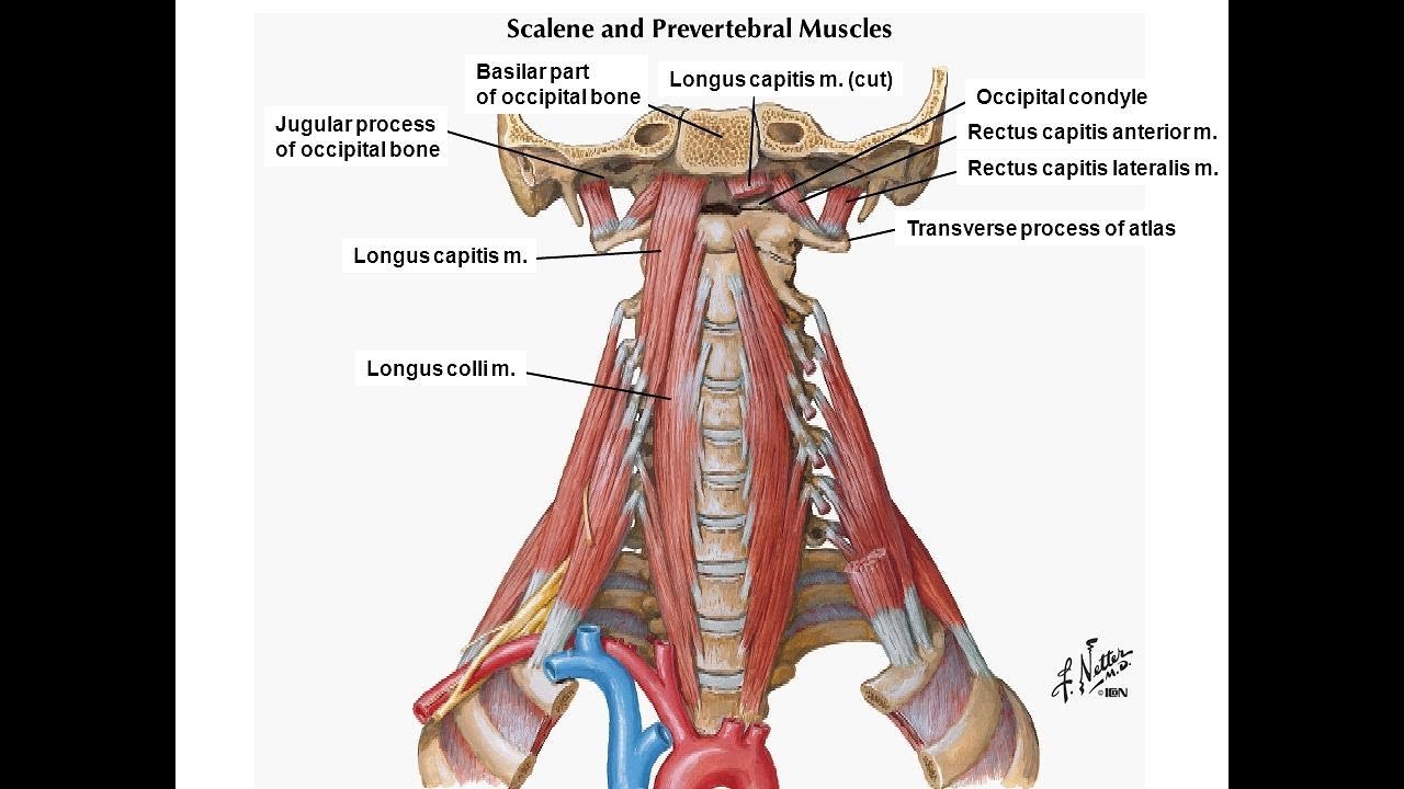 Revised exercise for the longus colli & longus capitis