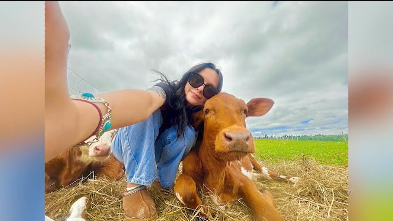 Feeling stressed? A farm in Newfoundland will let you hug a cow