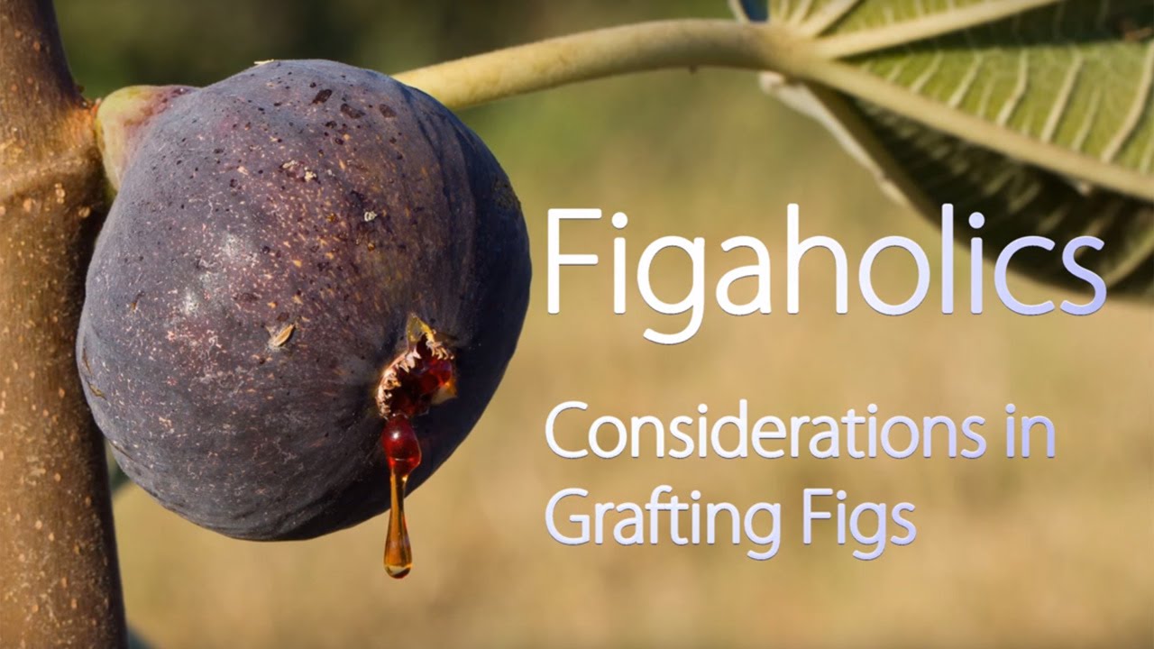 Fig Grafting Considerations