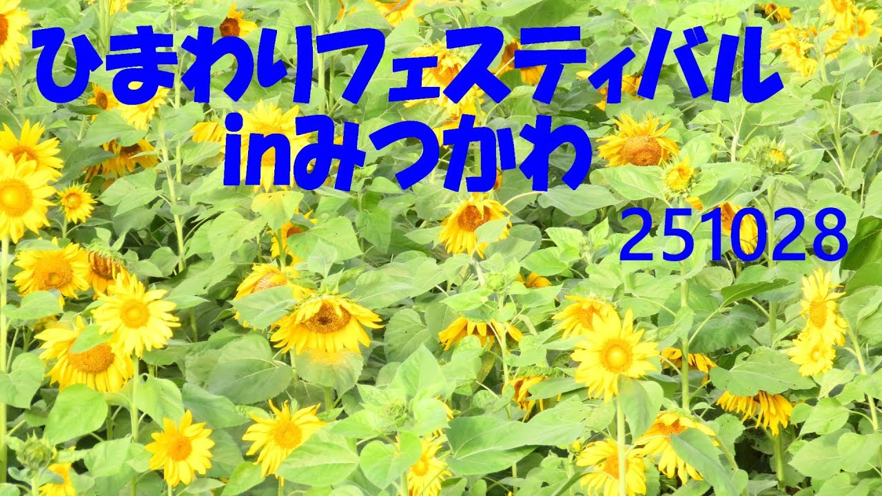 soukanonori ひまわりフェスinみつかわmov　251028