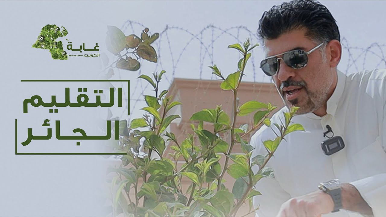#التقليم_الجائر .. يزيد النبات صحة.. يعيد عمر الشجرة الى الصفر .. افضل سماد للاشجار بقاياها.