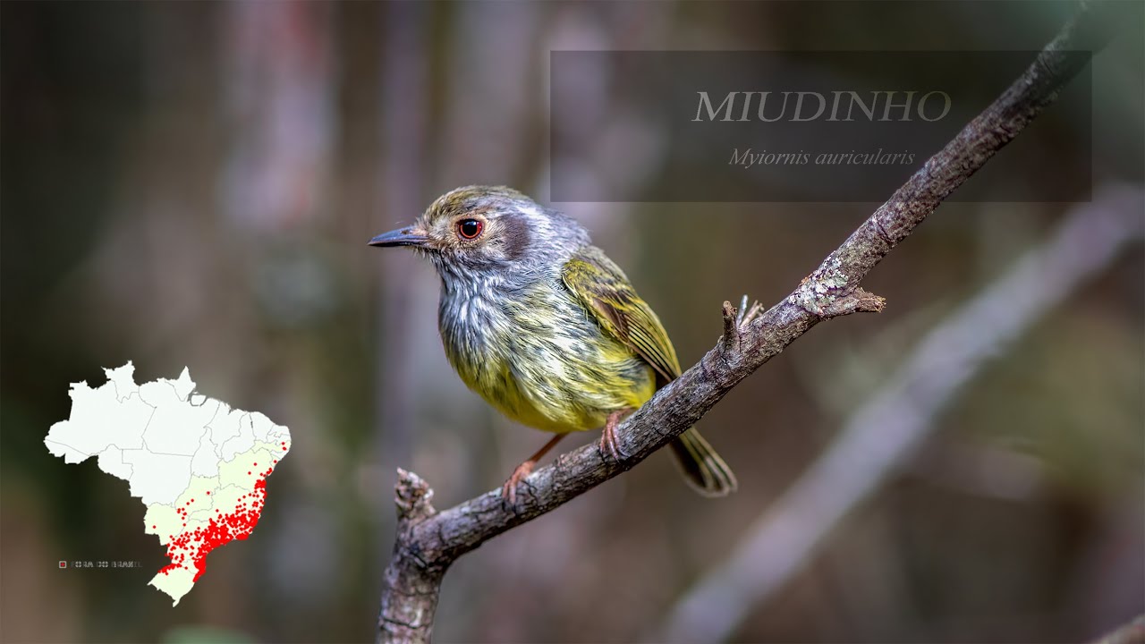 Miudinho (Myiornis auricularis)