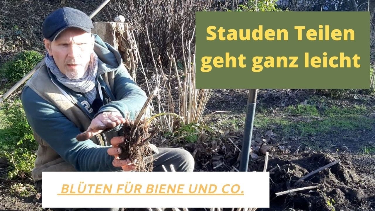 Stauden Teilen   Kugeldistel