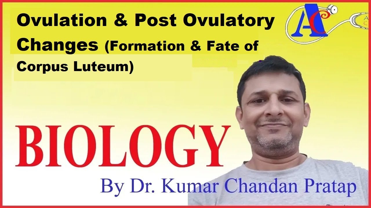 Ovulation & Post Ovulatory Changes (Formation & Fate of Corpus Luteum)