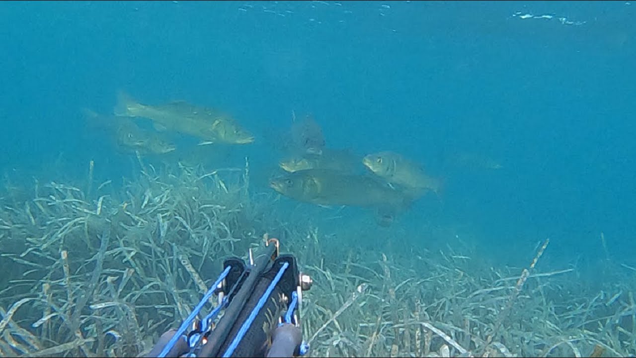 Pesca sub 