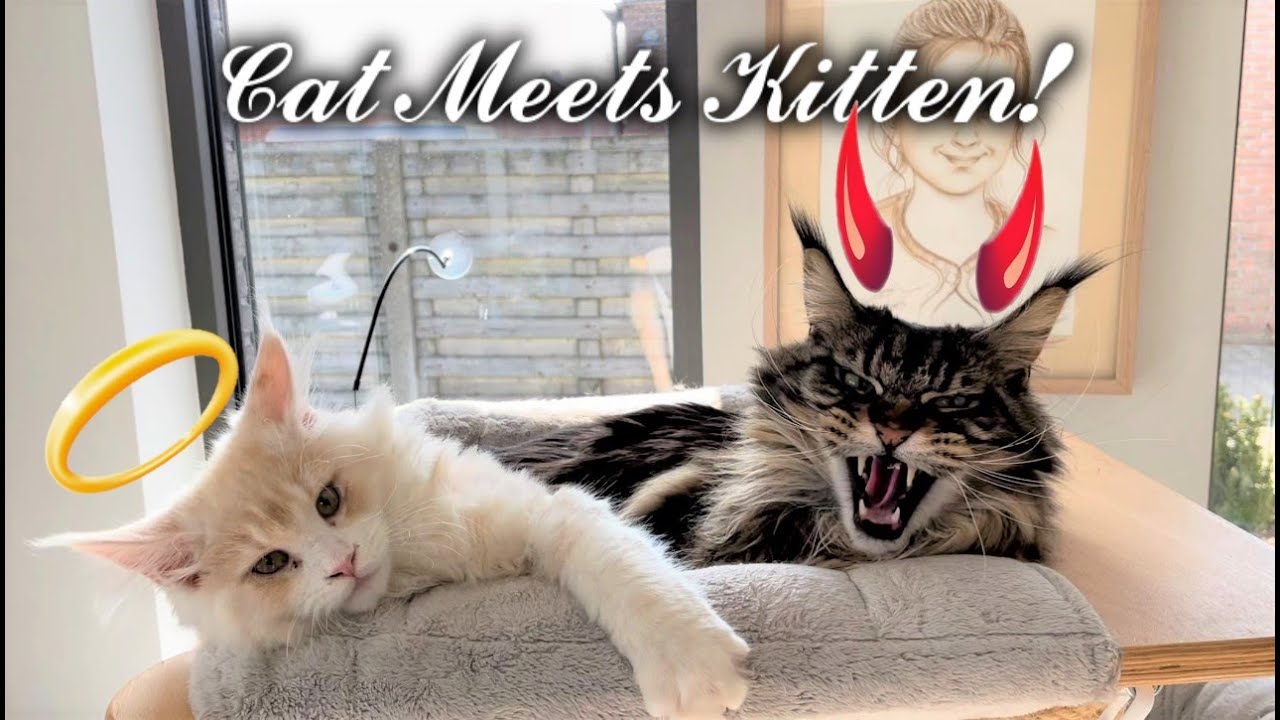 Big Maine Coon Cats meet New Kitten For The First Time.