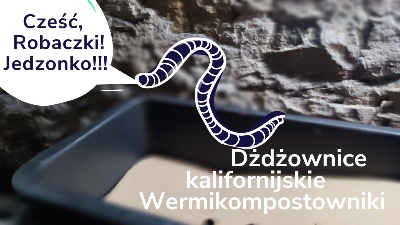 Jedna z metod wyizolowania dżdżownic z wermikompostu.