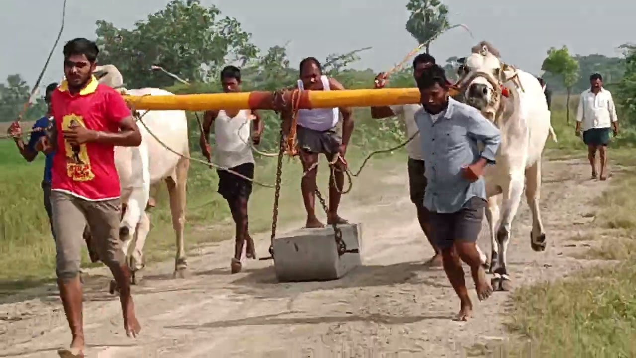 Ramakrishnapuram gittha combined with kancheti siva gari upcoming new category bull's.... 