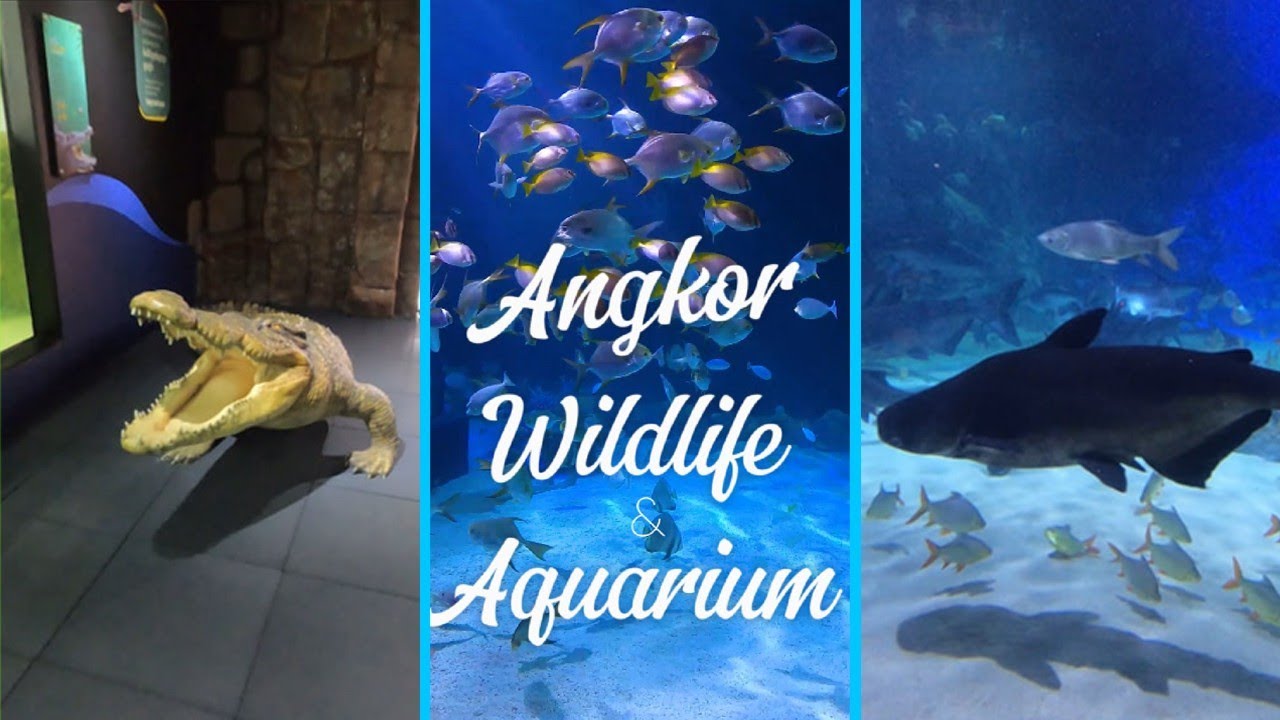 Angkor Wildlife and Aquarium | EP1