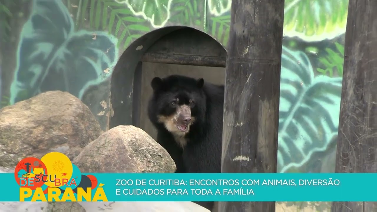 Zoo de Curitiba Encontros com animais, diversão e cuidados para toda família
