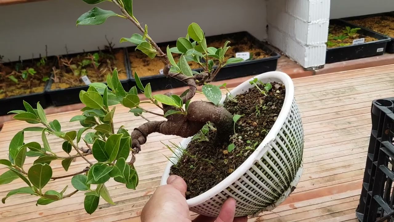 Engordando Bonsáis en el Suelo: ¿Por Qué Sólo Ficus y No en Coladores?