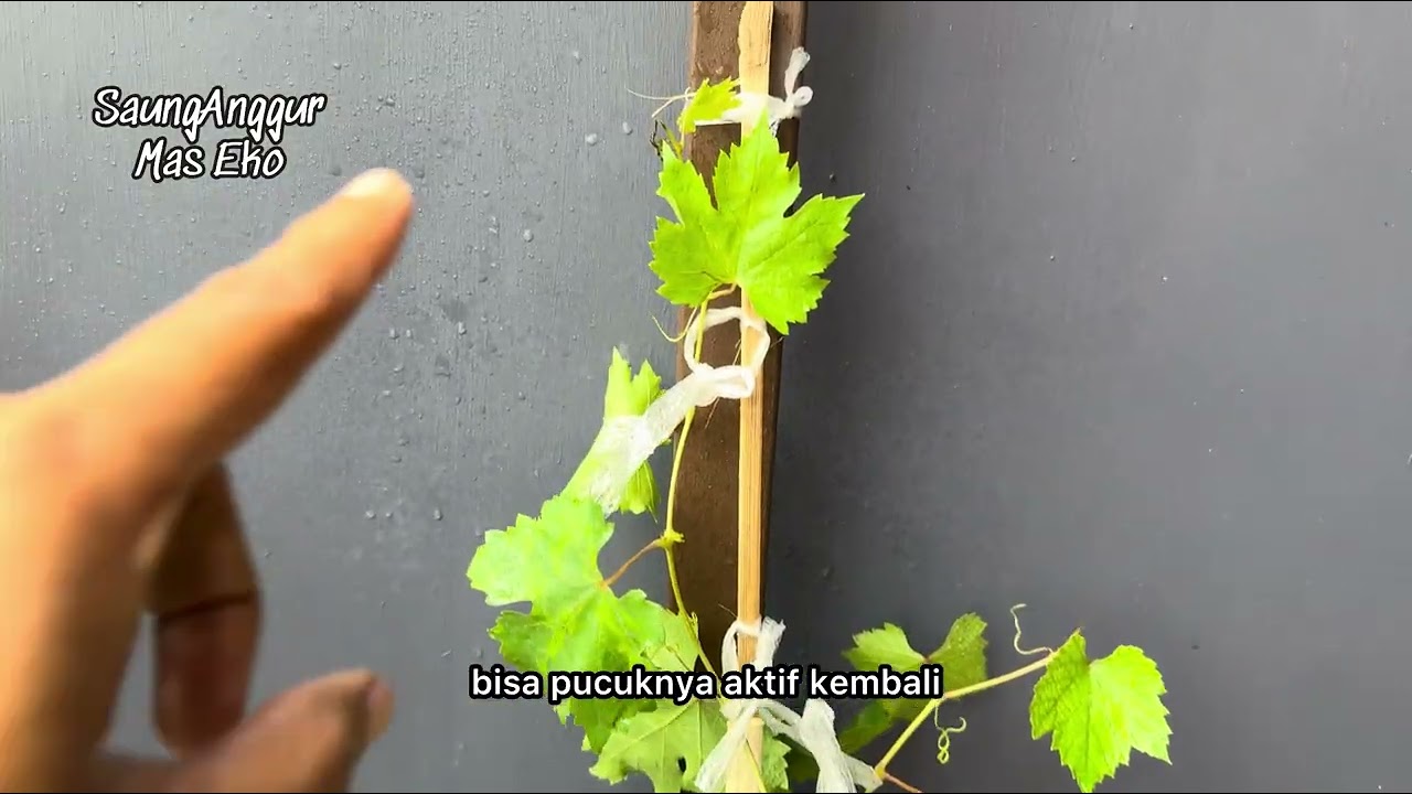 BELAJAR PENANAM ANGGGUR DARI BIBIT🍇 beli dari Senio Anggur