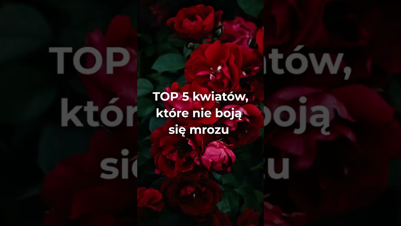TOP 5 roślin, kt&oacute;re nie boją się zimna i kwitną nawet wtedy, gdy inni jeszcze śpią! #kwiaty