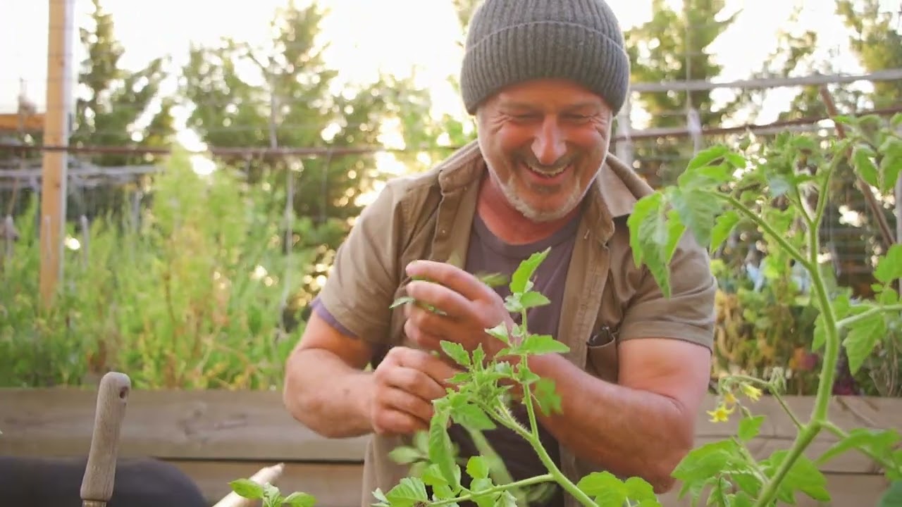 Tips On Pruning And Staking Tomatoes