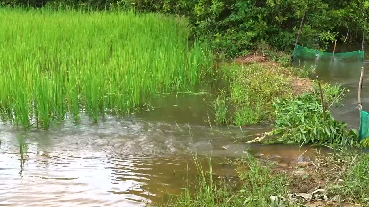 Water ASMR | Peaceful Sounds to Relax, Sleep & Unwind