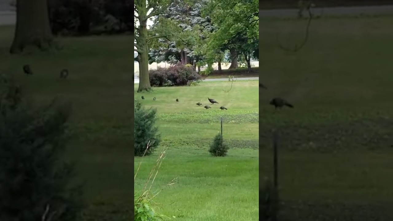 Small Guy Promotions - There Were Turkeys All Around