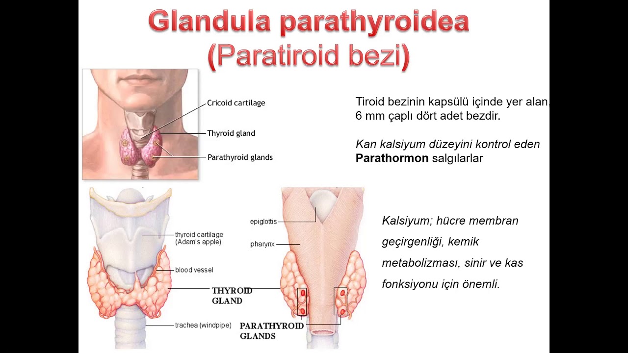 endokrin sistem anatomisi