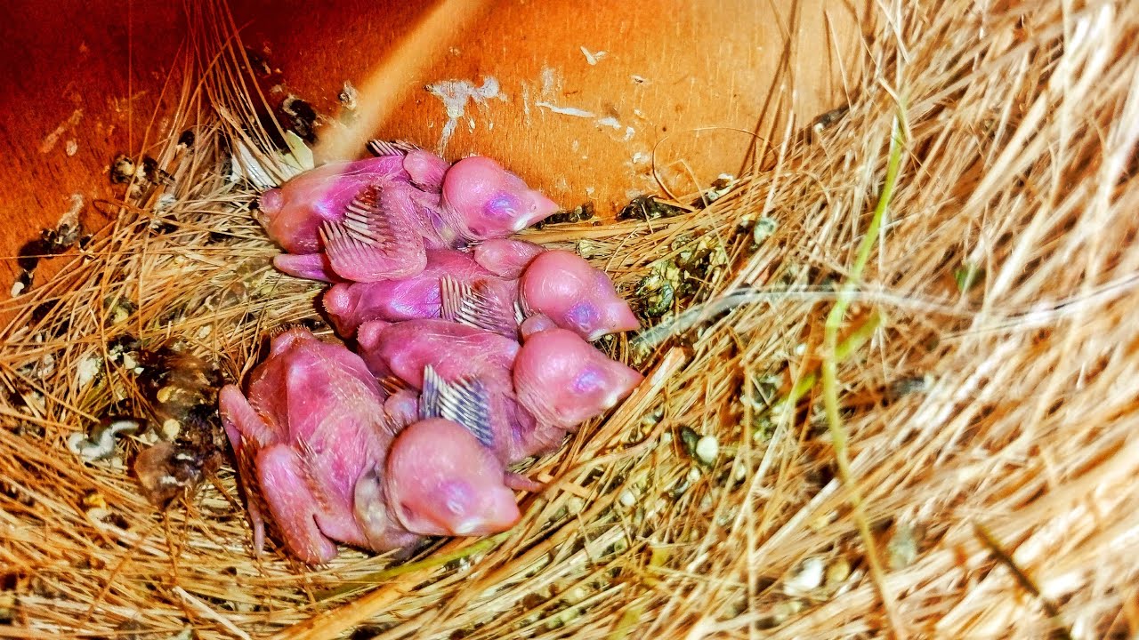 Fawn Java Finches🐦🐦 K Bachay Kafi Achay Se Growth Kar Rahay Hain 😍😍🥰🥰❤❤ @Birdyswings