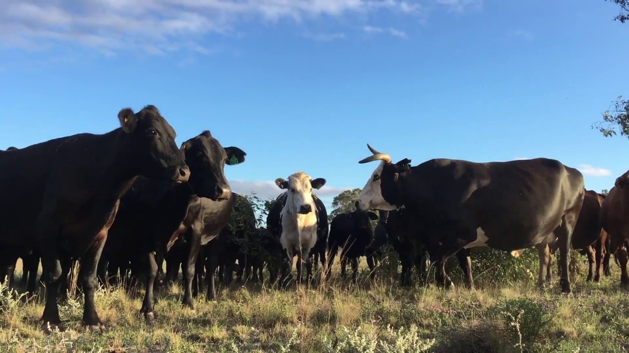 Holistic Management with Helen Lewis #2 Picot's Farm Story, Australia