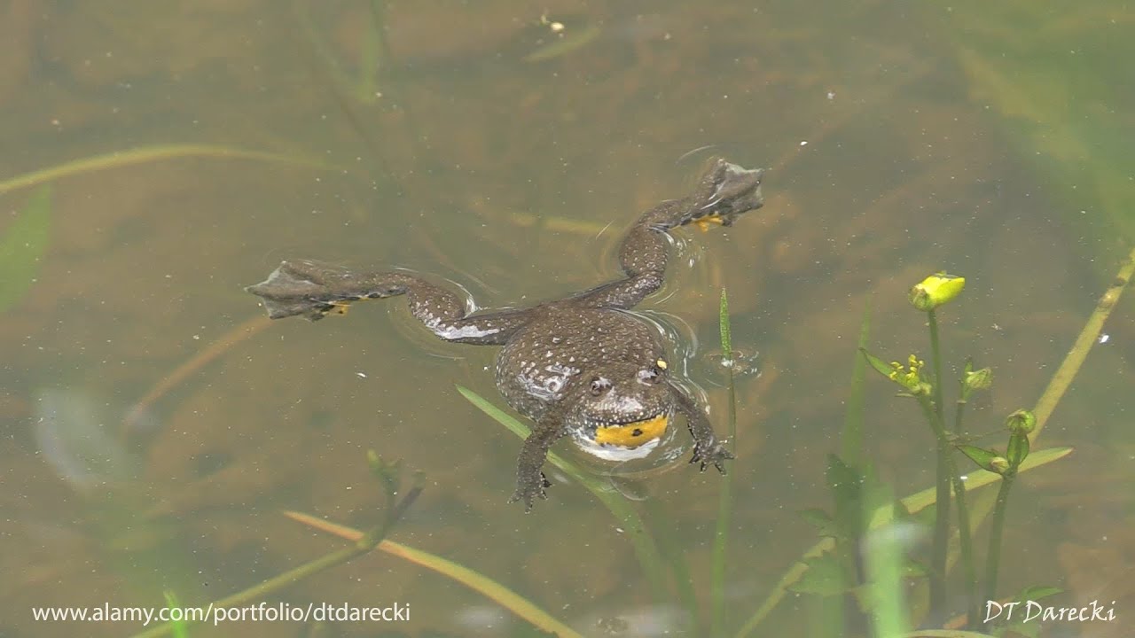 Bieszczady - Kumak g&oacute;rski / Yellow-bellied toad / Желтобрюхая жерлянка / Bombina variegata