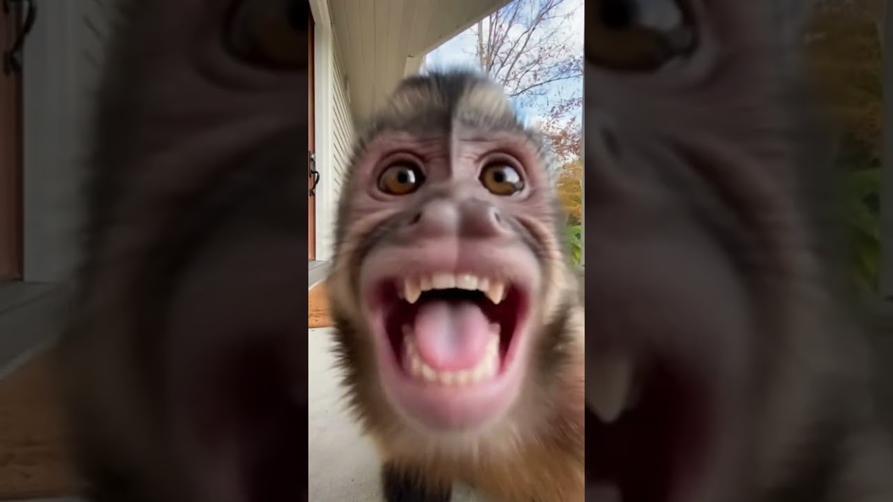 📦🐒 DOORBELL CAM CATCHES A SCREAMING MONKEY AT THE FRONT DOOR! 😂🎥