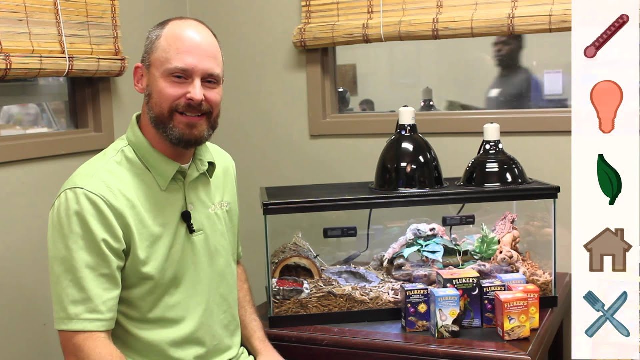 Bearded Dragon - Habitat & Care : Fluker Farms