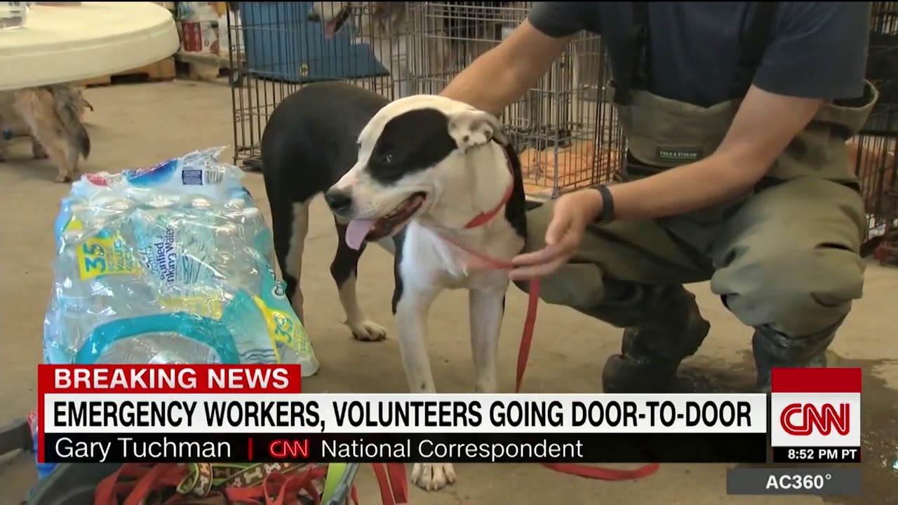 Families reunited with pets lost in the floods