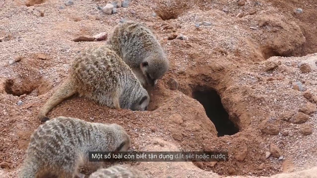 Những Bậc Thầy Xây Dựng: Kiến Trúc Sư Trong Thế Giới Hoang Dã | Thiên Nhiên Kỳ Thú