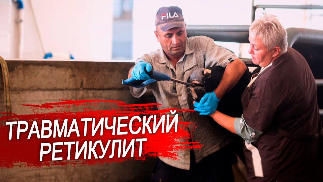 Болезни коров. Травматический ретикулит. Лечение магнитом крс. Профилактика  ретикулита.