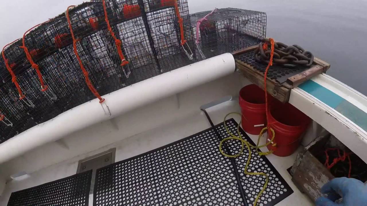 Commercial Fishing Spot Prawns