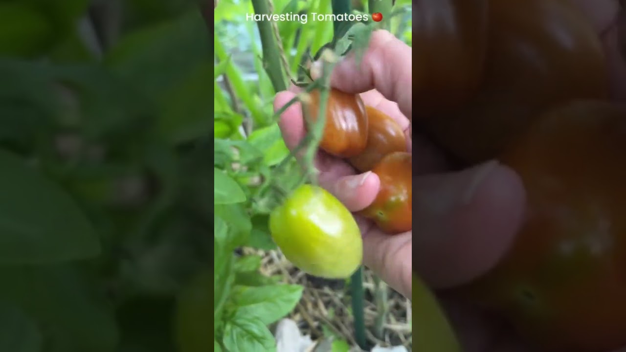 Zone 8 Gardening: Harvetsinf Tomatoes