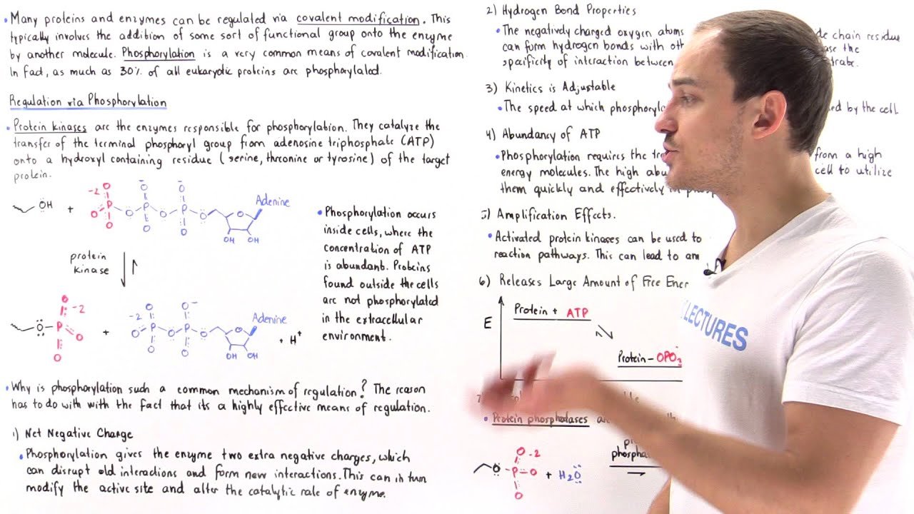 Phosphorylation (Covalent Modification)