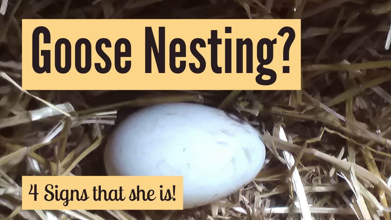 Is The Goose Nesting? 4 Signs That She Is! (And How To Tell If She Isn't!)